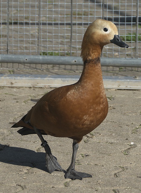 胡椒适量
